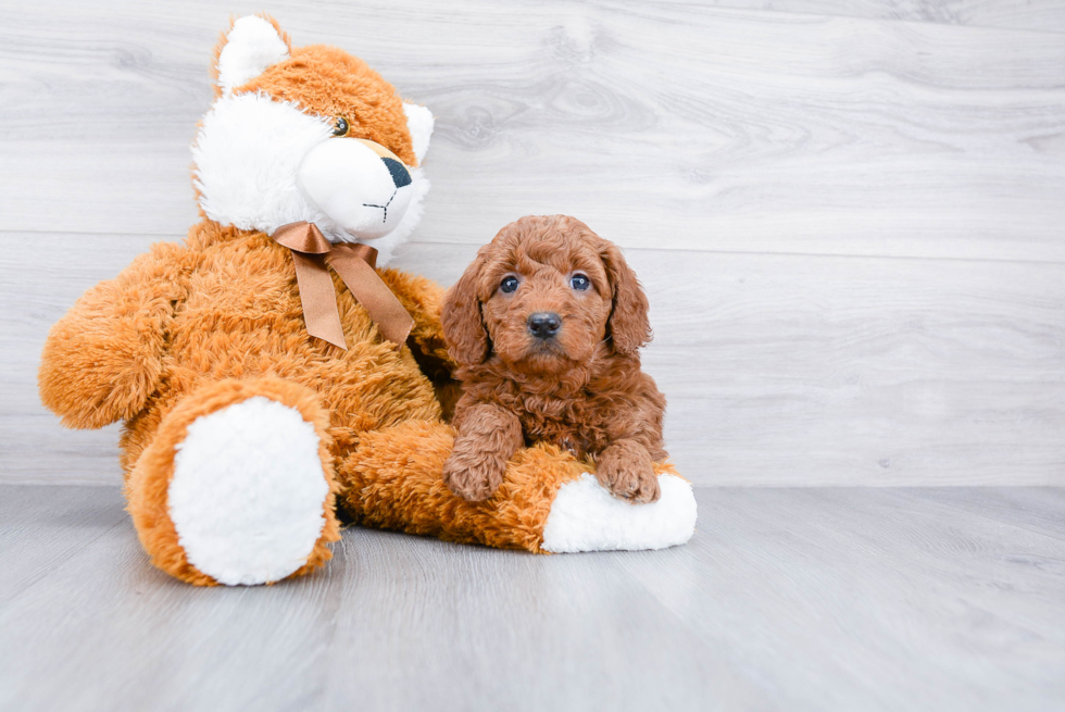 Meet Piper - our Mini Goldendoodle Puppy Photo 3/3 - Premier Pups
