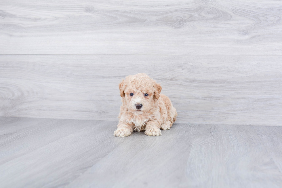 Meet Braxton - our Maltipoo Puppy Photo 3/3 - Premier Pups
