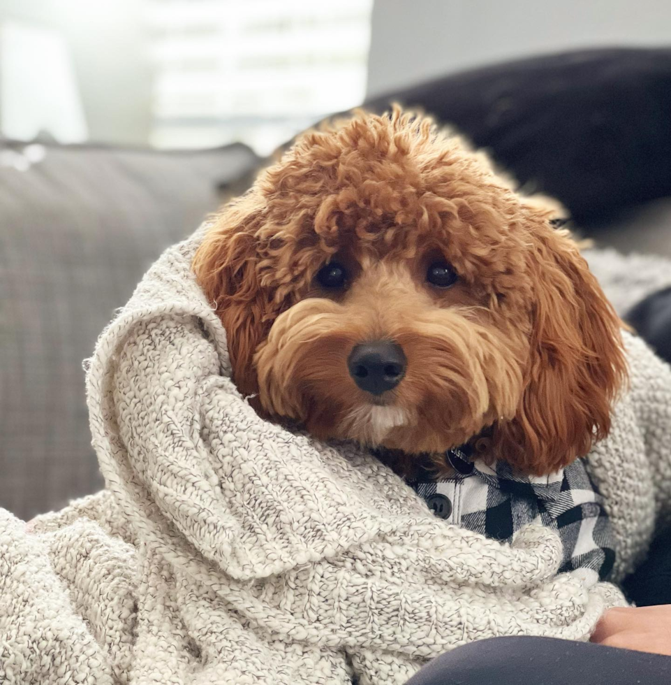 apricot mini goldendoodle dog wrapped in a light colored towel