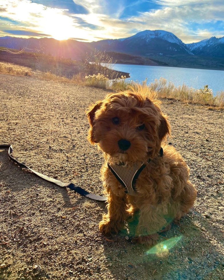 Petite Toy Cavapoo highlighting the smaller stature of this type