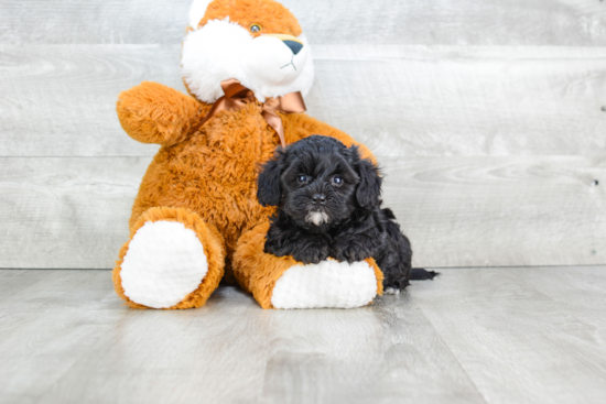 Yorkie Poo Puppy for Adoption