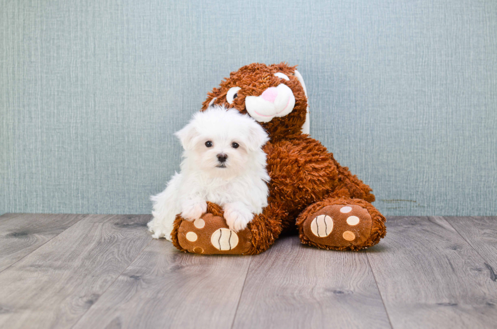 Premier Pups for sale in Ohio Buy or adopt a puppy breed on Premier Pup