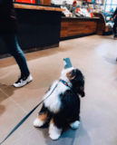 Puppy For Sale Premier Pups Smart Mini Bernedoodle Poodle Mix Pup
