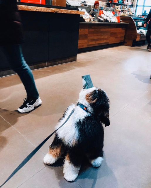 Could This Be Your New Best Friend Mini Bernedoodle Puppies For Sale Inside - z8g96gg