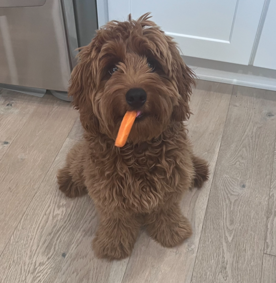 mini goldendoodle with long straight hair