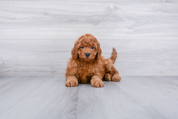 Meet Judy - our Mini Goldendoodle Puppy Photo 1/3 - Premier Pups
