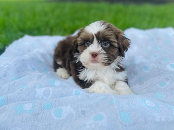 brown and white havashu puppy sitting on a blanket in the grass