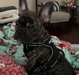 Frenchie Puppies For Sale - Premier Pups