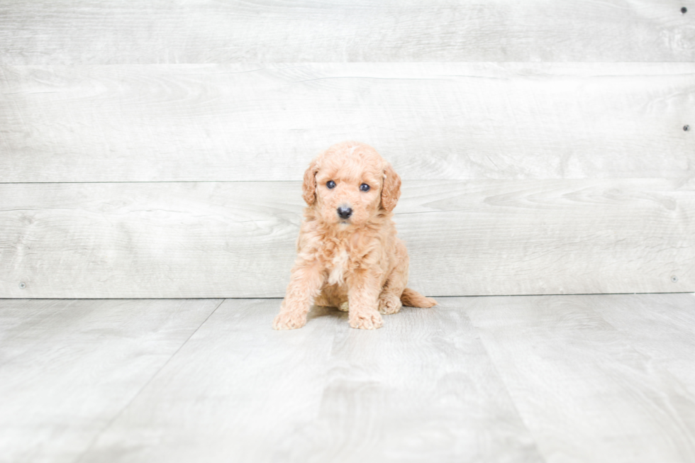 Meet Sheena - our Mini Goldendoodle Puppy Photo 1/3 - Premier Pups
