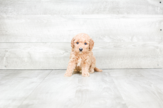 Sweet Mini Goldendoodle Baby