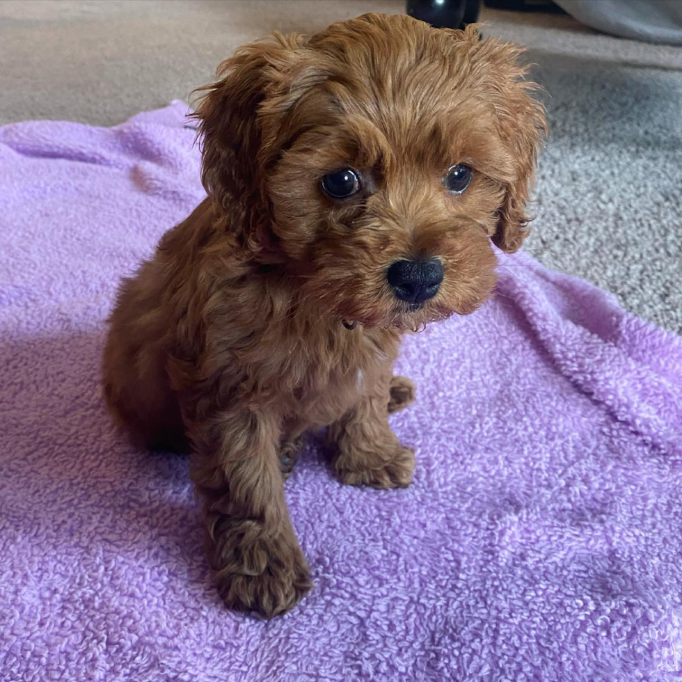 small teacup cockapoo puppy sitting on a purple towel on the floor. puppy cockapoo toy 