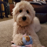 Energetic Golden Retriever Poodle Mix Pup