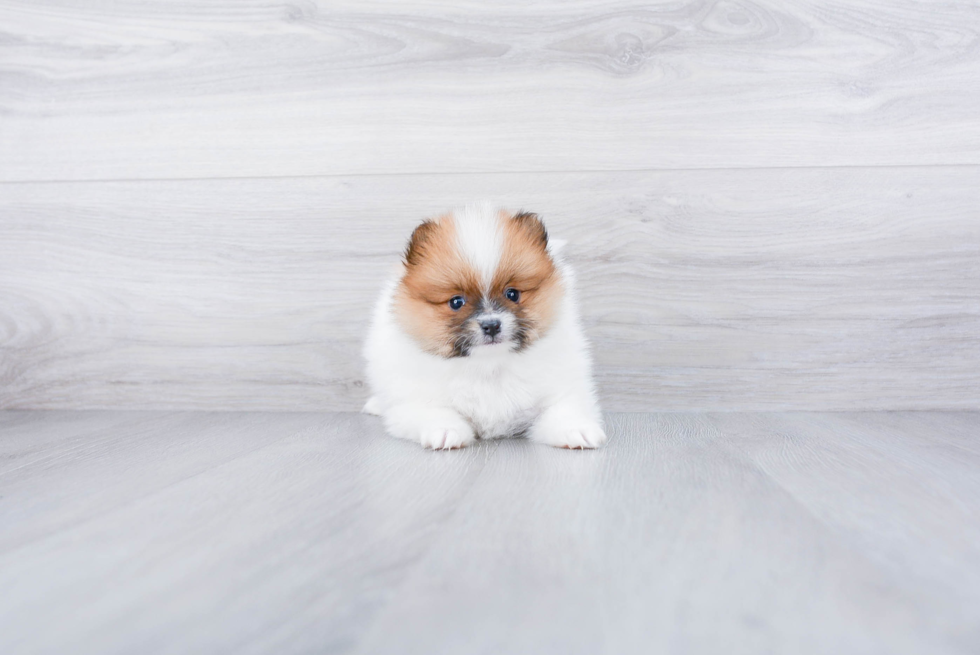 Meet Kevin - our Pomeranian Puppy Photo 3/4 - Premier Pups
