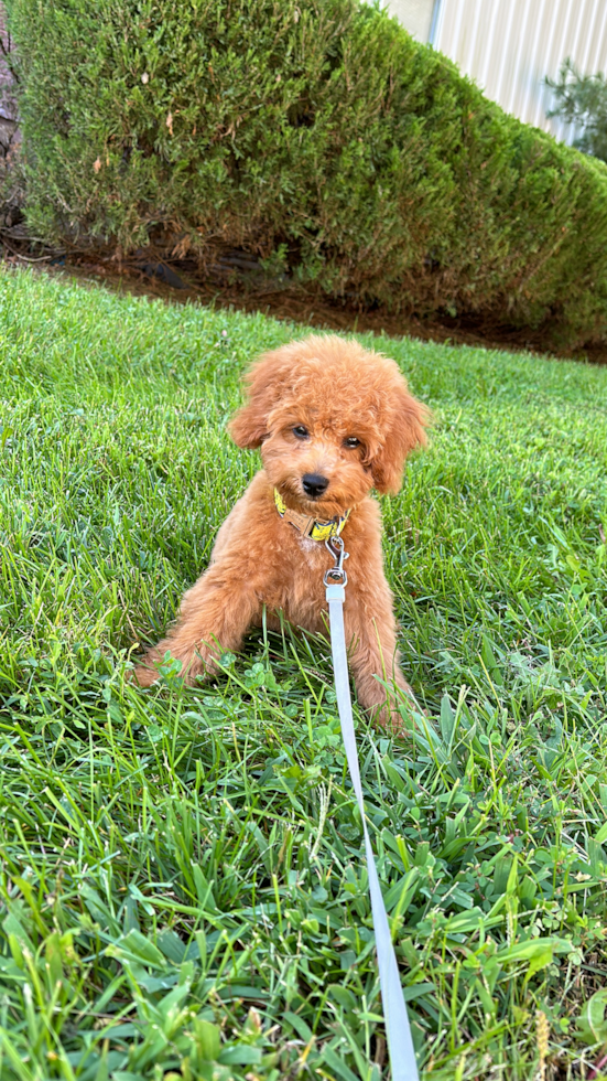 curly hypoallergenic poodle on grass