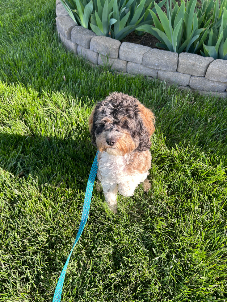 merle cockapoo dog sitting on grass