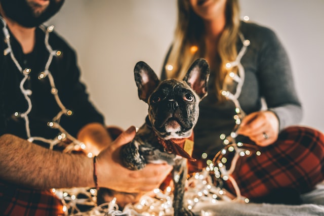 Frenchie dog wearing Christmas lights spending quality time with its owners