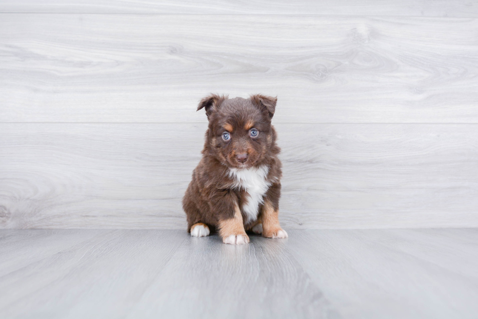 Meet Marvel - our Mini Aussiedoodle Puppy Photo 3/3 - Premier Pups