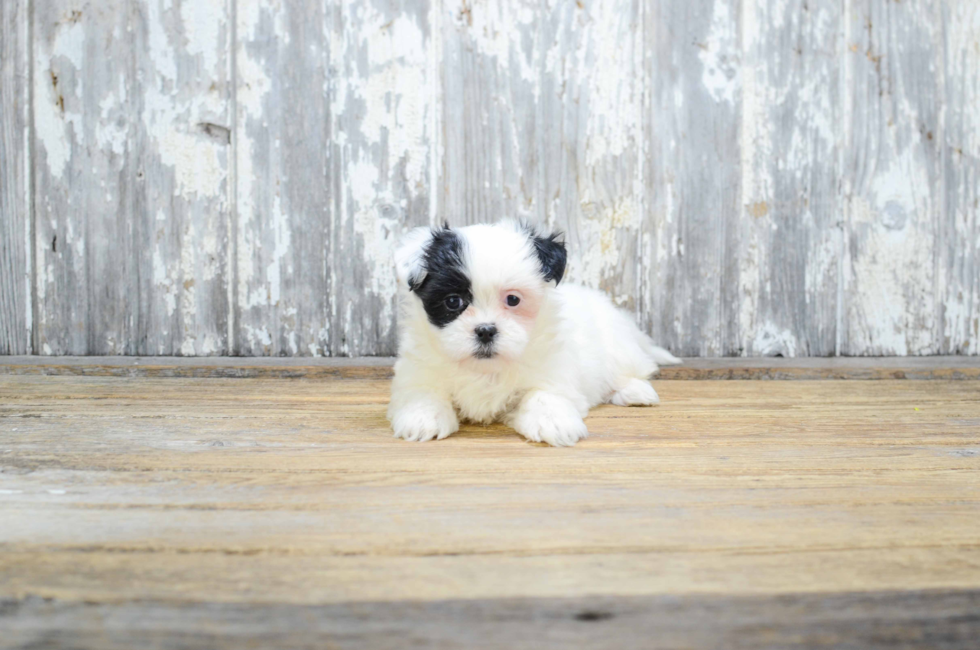 where can i buy a teddy bear puppy