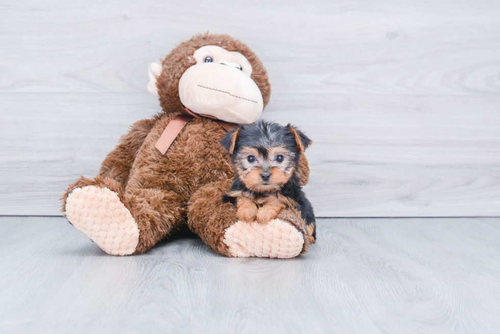 Meet Rebecca - our Yorkshire Terrier Puppy Photo 