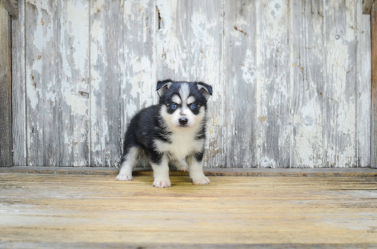 Pomsky Puppy for Adoption