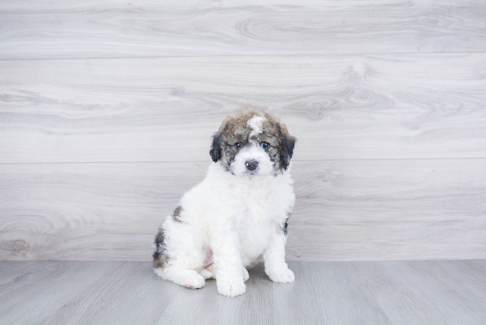 Meet Journee - our Mini Bernedoodle Puppy Photo 3/3 - Premier Pups