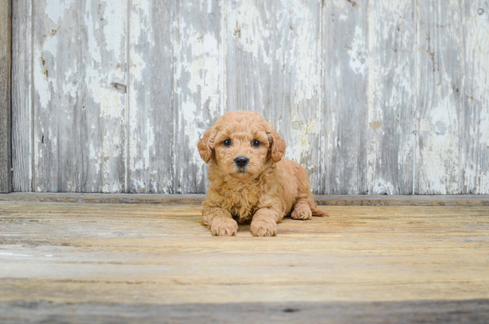Miniature Goldendoodle puppies for sale Mixed small breed puppies for