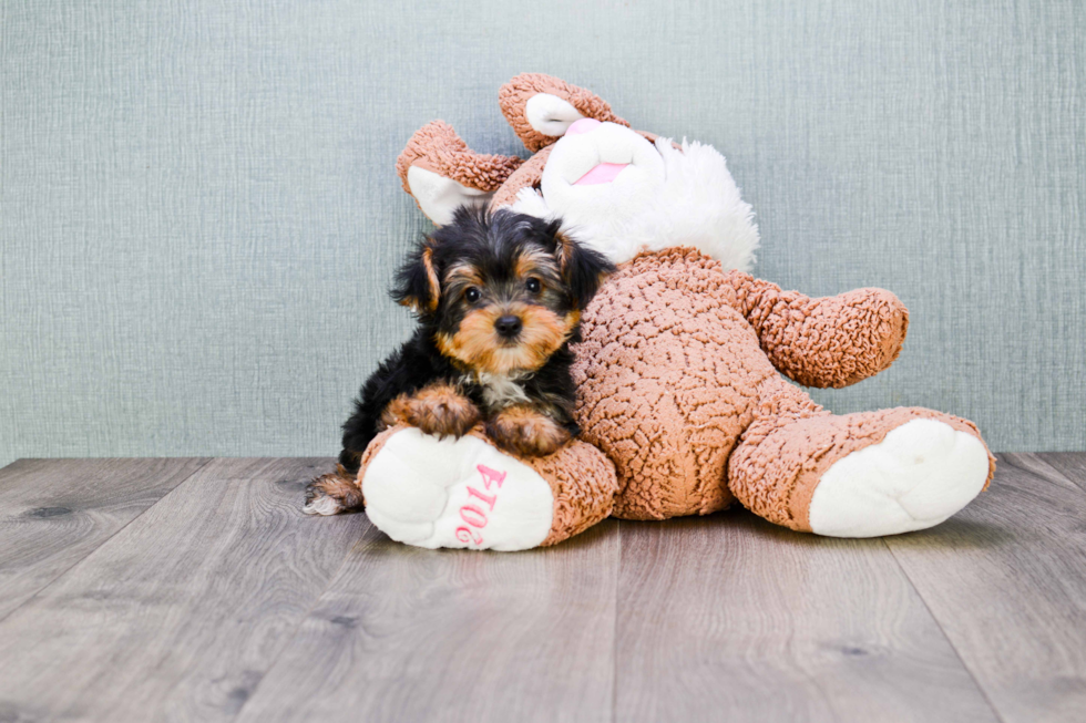 Meet Diddy - our Yorkshire Terrier Puppy Photo 