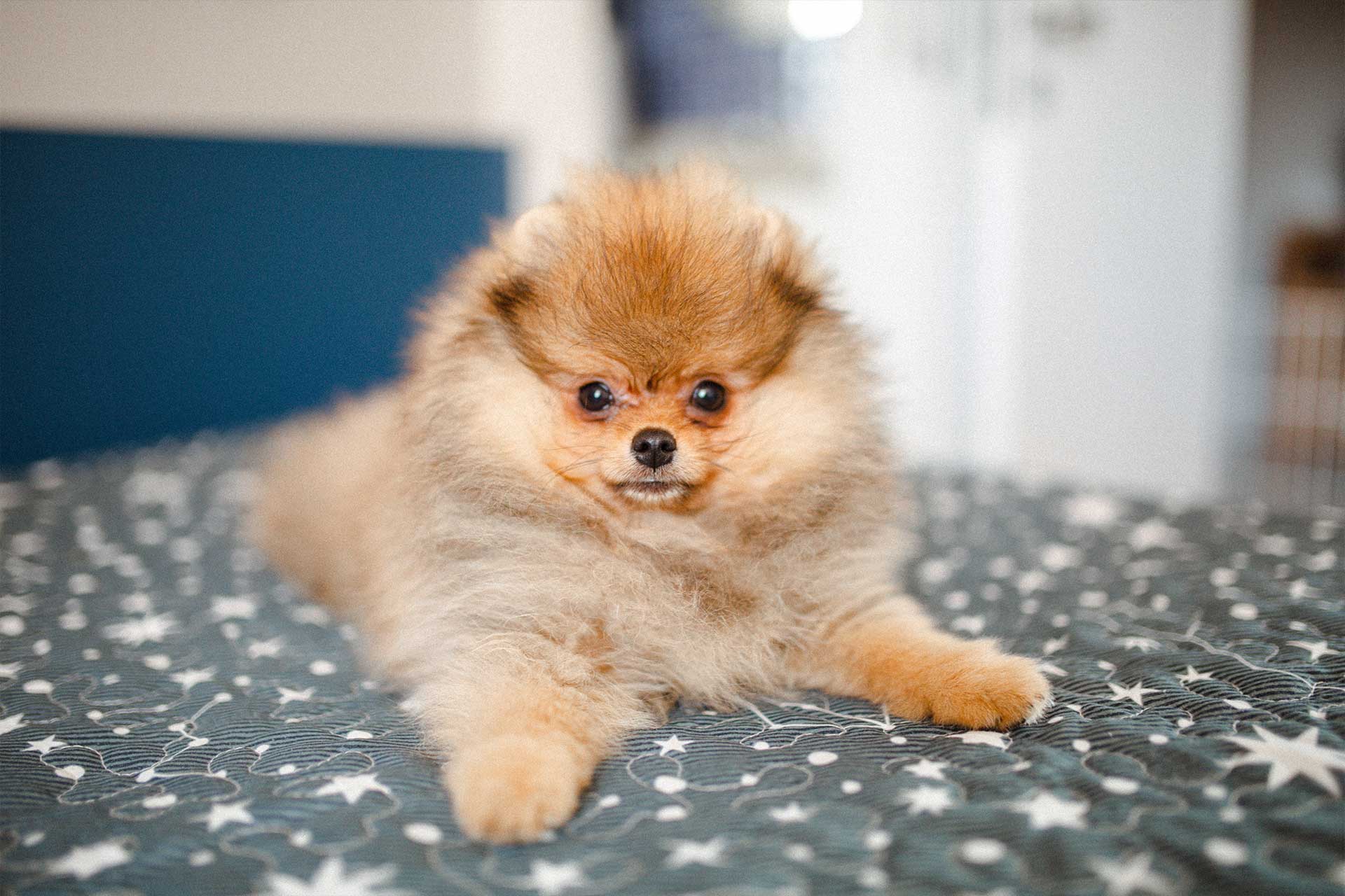orange and tan Pomeranian sitting on a bed