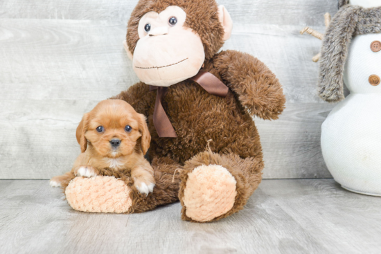 Cavalier King Charles Spaniel Puppy for Adoption