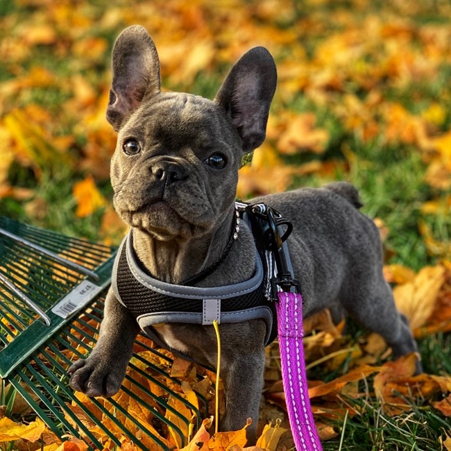 dark gray French Bulldog full-grown adult