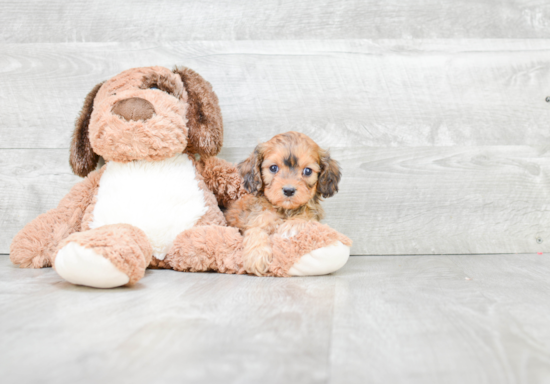 Small Cavapoo Baby