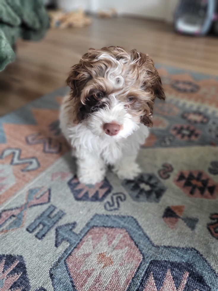 teacup cockapoo puppy sitting on a carpet 