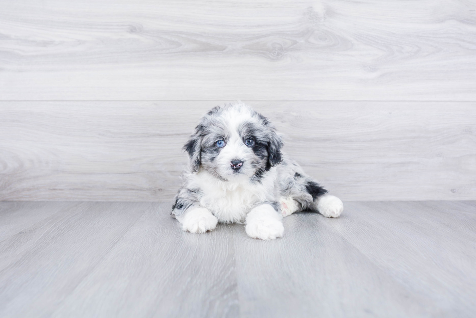 Meet Aldo - our Mini Aussiedoodle Puppy Photo 1/3 - Premier Pups