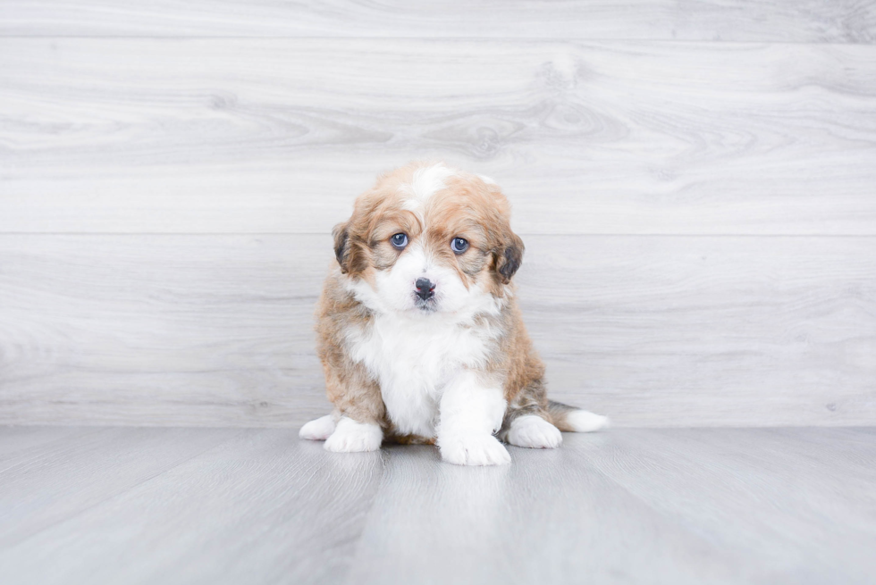 Meet Jeffy - our Mini Bernedoodle Puppy Photo 3/3 - Premier Pups