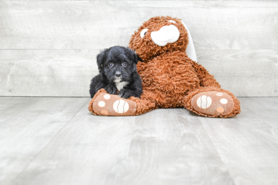 Mini Bernedoodle Puppy for Adoption