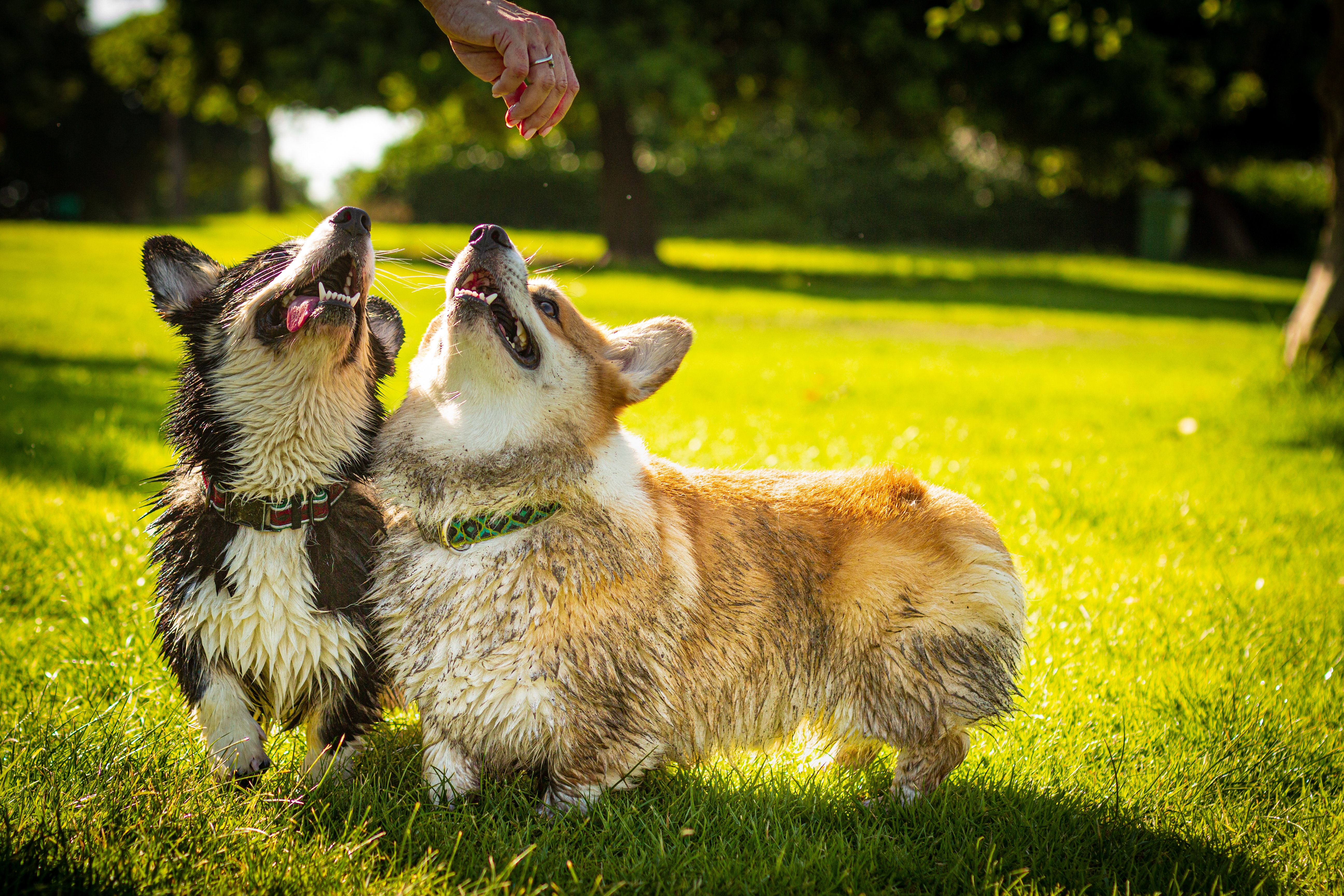 two happy corgi dogs on grass looking up at a human hand