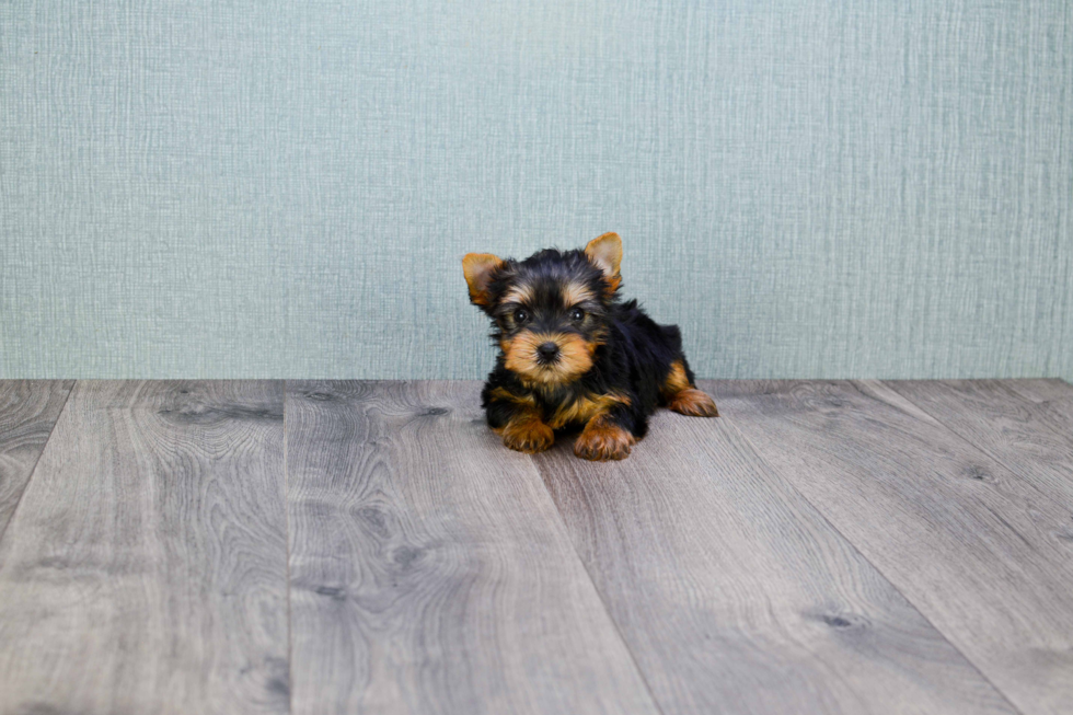 Meet Trigger - our Yorkshire Terrier Puppy Photo 
