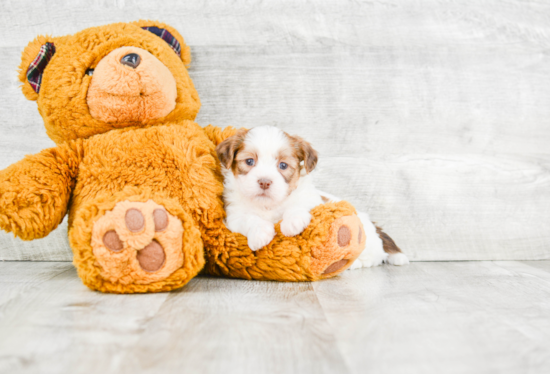 Teddy Bear Pup Being Cute