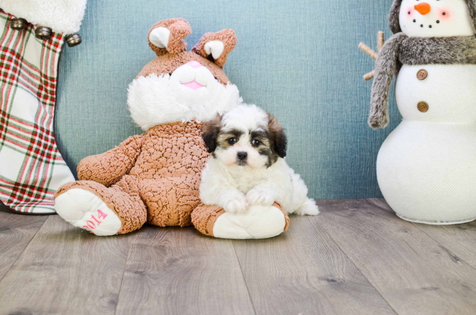 8 week old teddy bear puppies