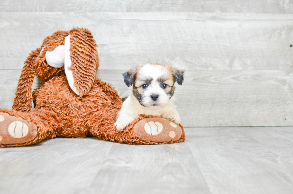 Small breed puppies for sale Teacup Pups for sale in Ohio Premier Pups