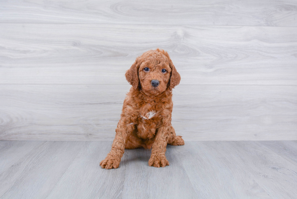 Meet Jimmy - our Mini Goldendoodle Puppy Photo 3/3 - Premier Pups