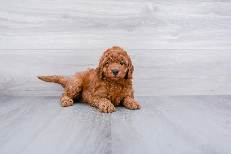 Meet Judy - our Mini Goldendoodle Puppy Photo 2/3 - Premier Pups