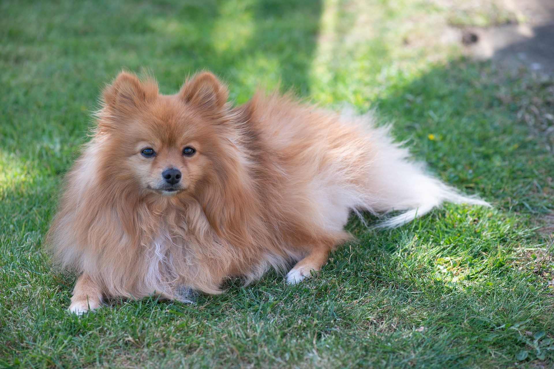 Pomeranian dog on grass