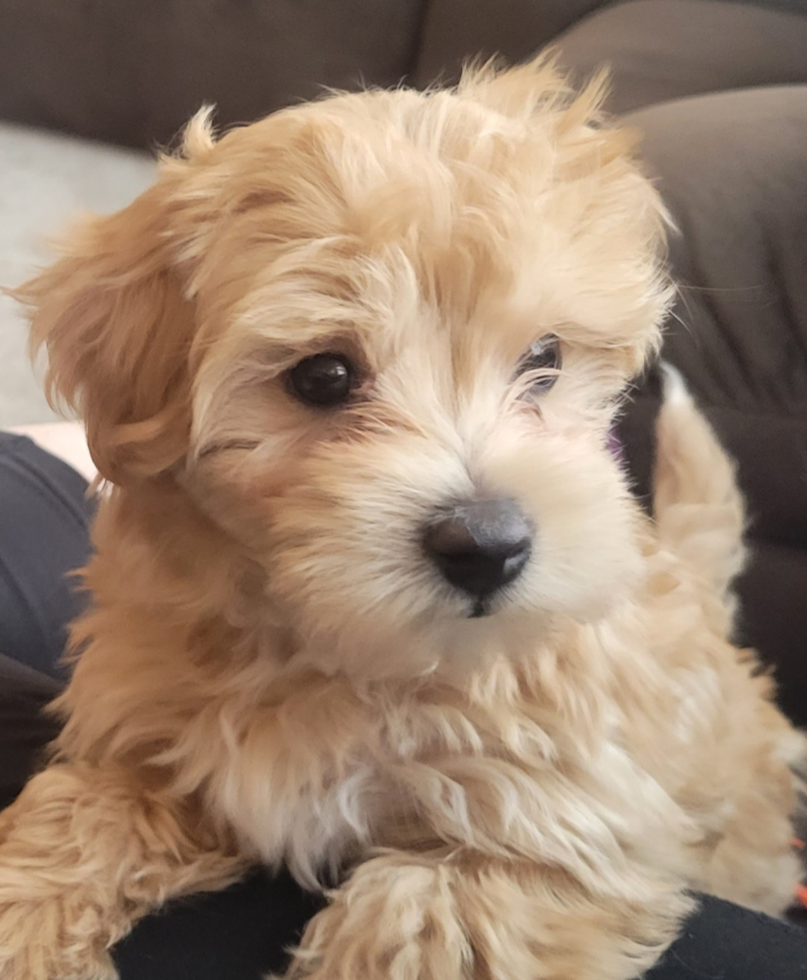 close up of a wavy-haired maltipoo