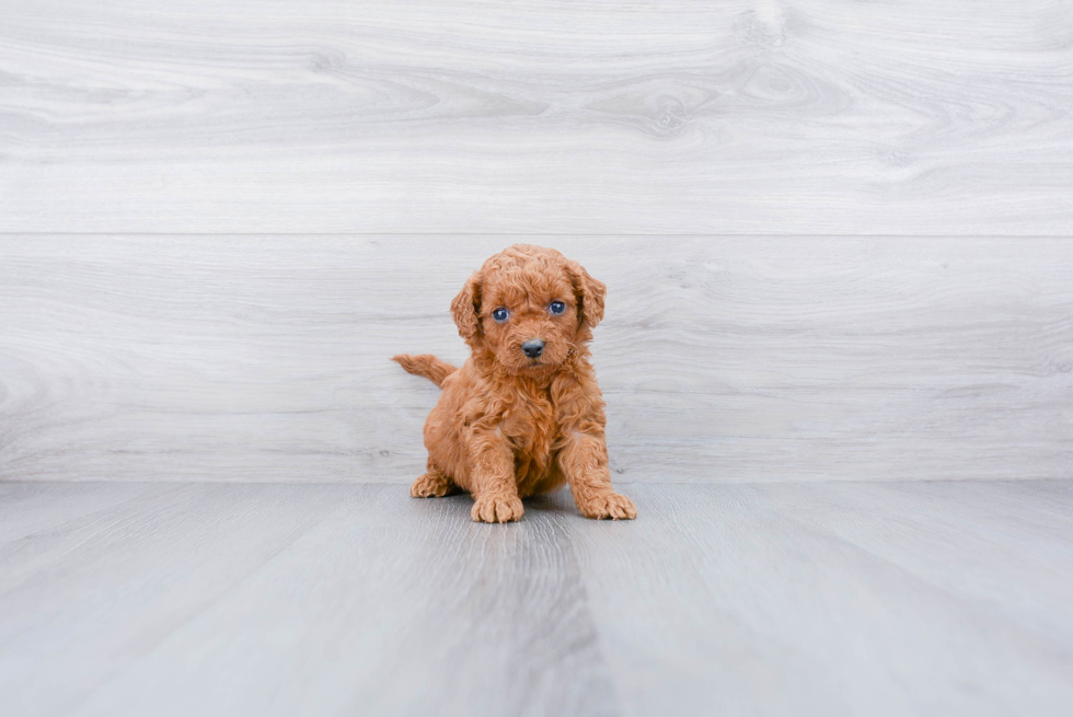 Meet Sunday - our Mini Goldendoodle Puppy Photo 3/3 - Premier Pups
