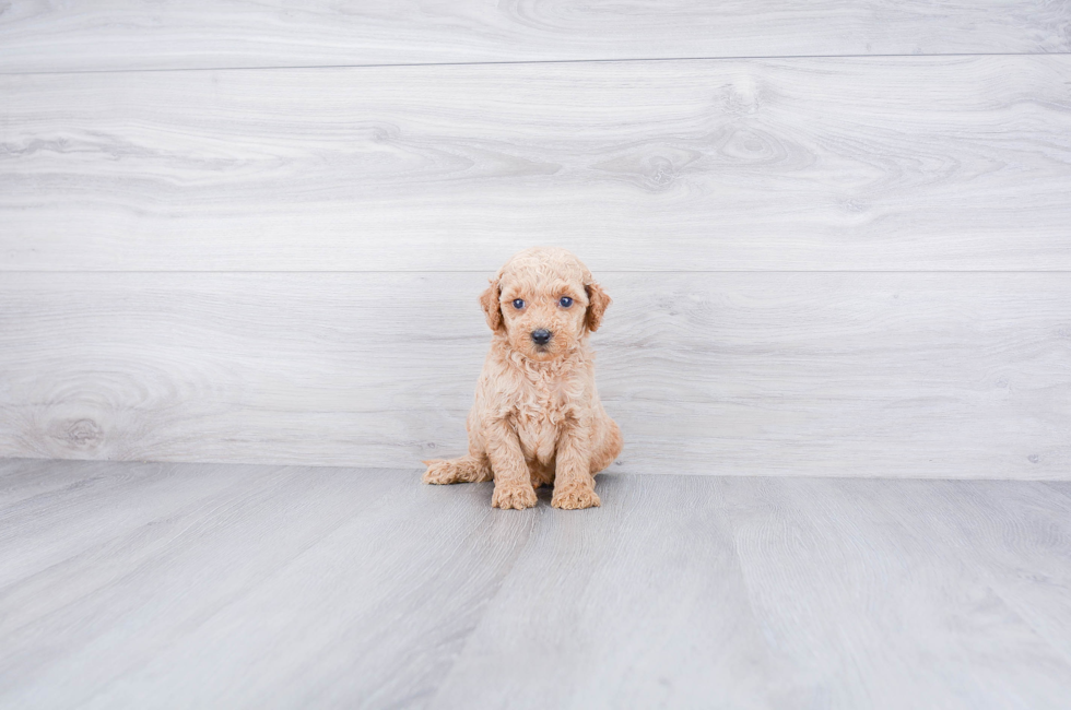 Mini Goldendoodle Puppies for Sale US Shipping Premierpups