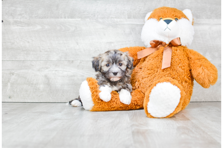 Havanese Puppy