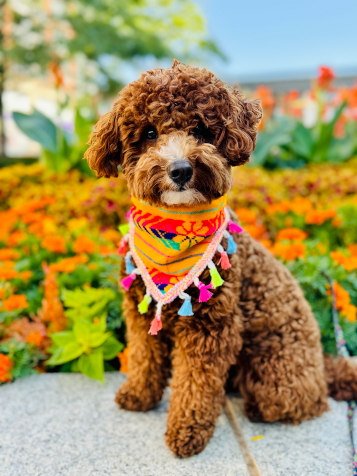 a low-shedding hypoallergenic mini goldendoodle with curly hair sitting outside in front of a flower garden