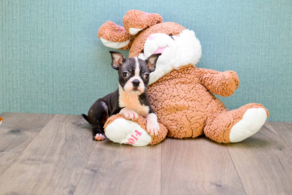 Playful Boston Terrier Purebred Pup