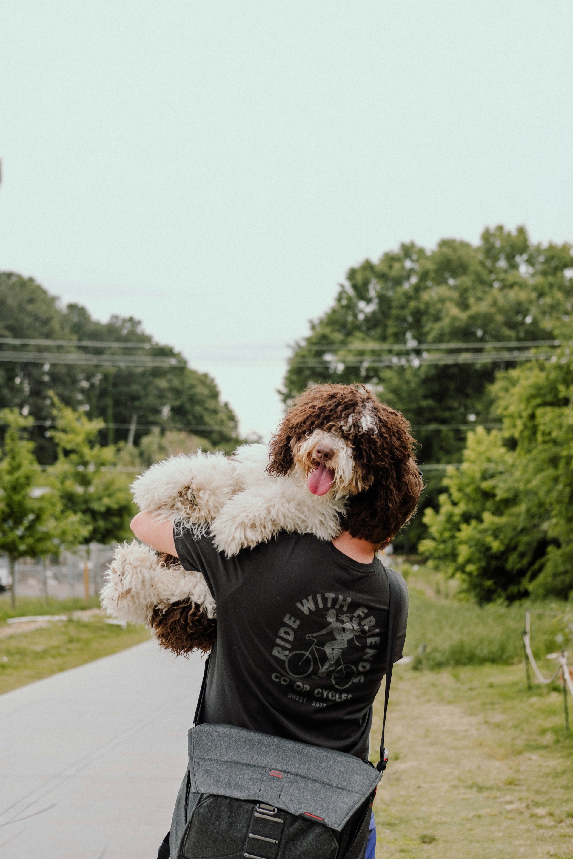 a person holding a mini bernedoodle